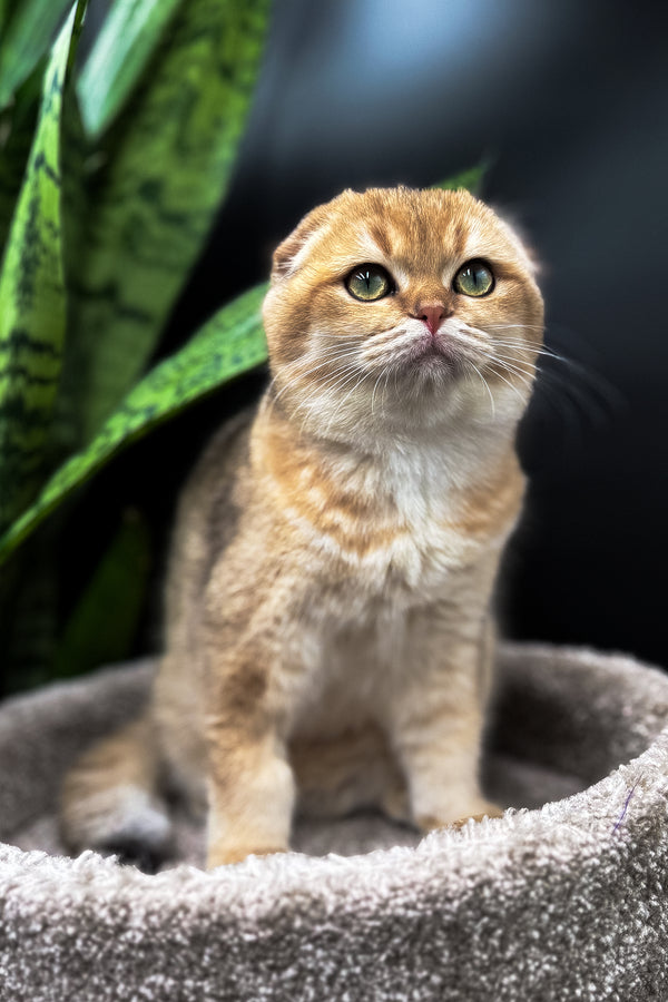 Rosi | Scottish Fold Kitten