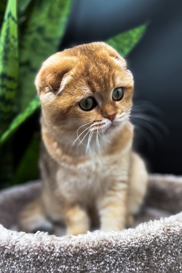 Rosi | Scottish Fold Kitten