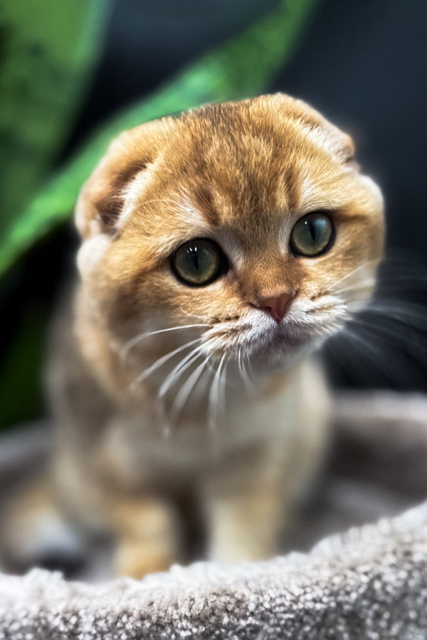 Rosi | Scottish Fold Kitten