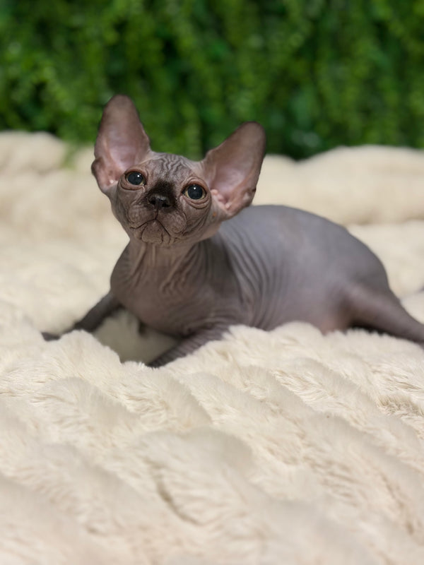 Edgard | Canadian Sphynx Kitten