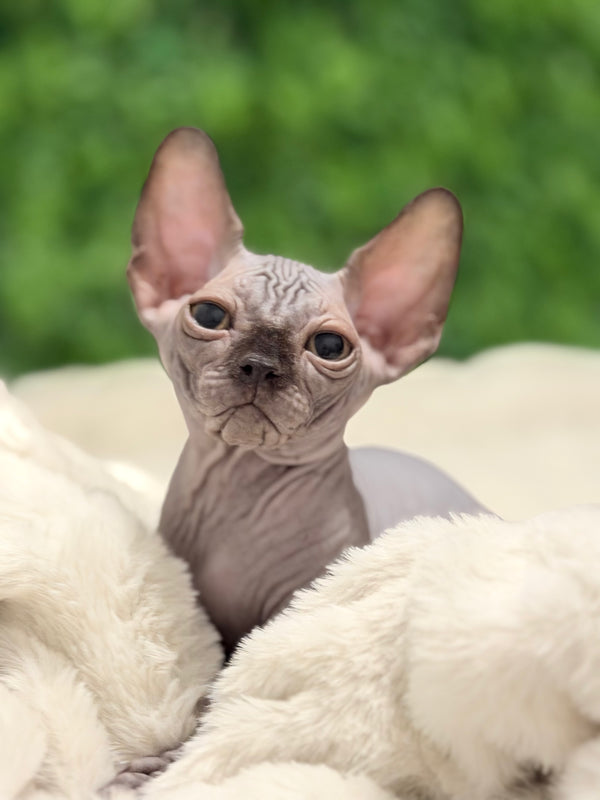 Edgard | Canadian Sphynx Kitten