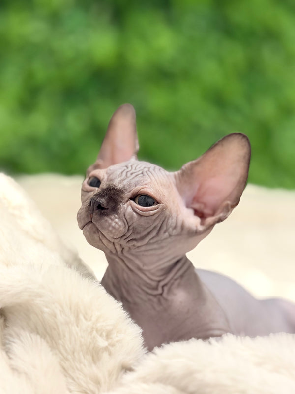 Edgard | Canadian Sphynx Kitten