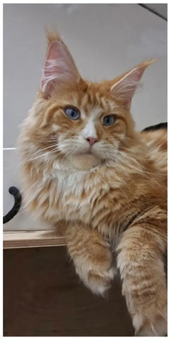 Perceus | Maine Coon Kitten