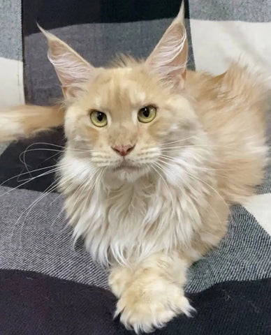 Nemo | Maine Coon Kitten