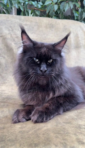 Nemo | Maine Coon Kitten