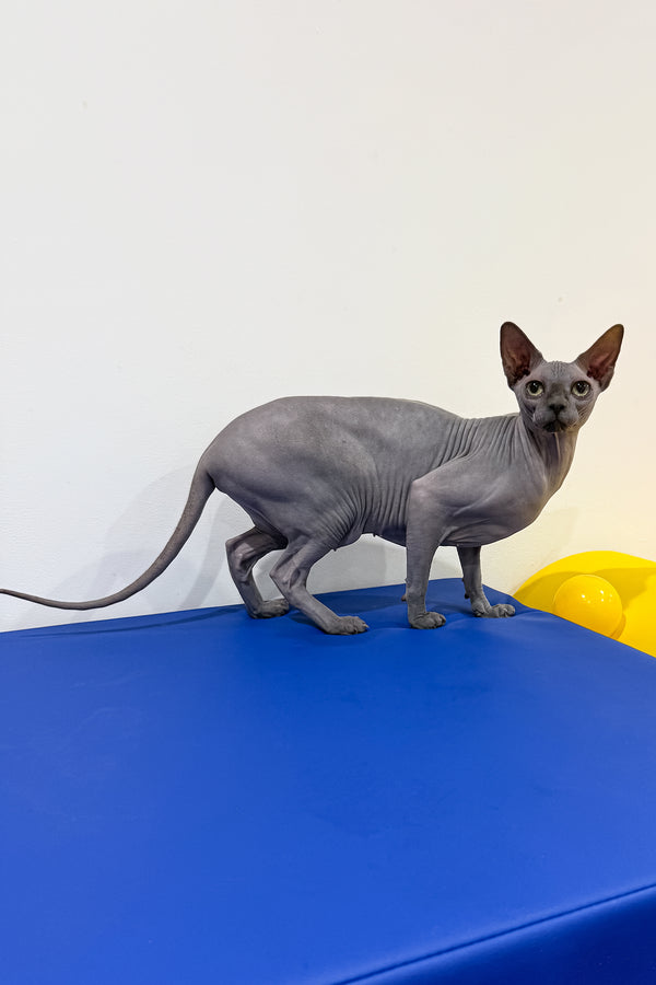 Everly | Sphynx Kitten