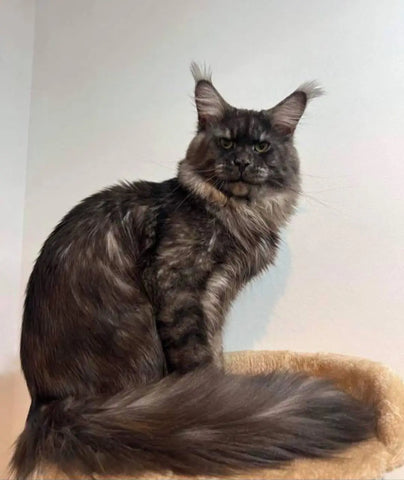 Valentino | Maine Coon Kitten