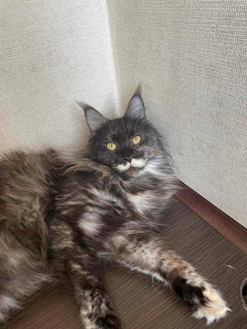 Boots | Maine Coon Kitten