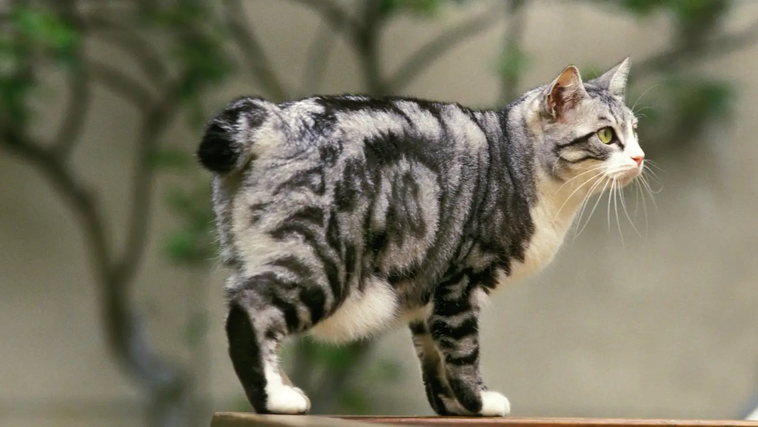 Inside the japanese bobtail: fascinating characteristics you’ll love