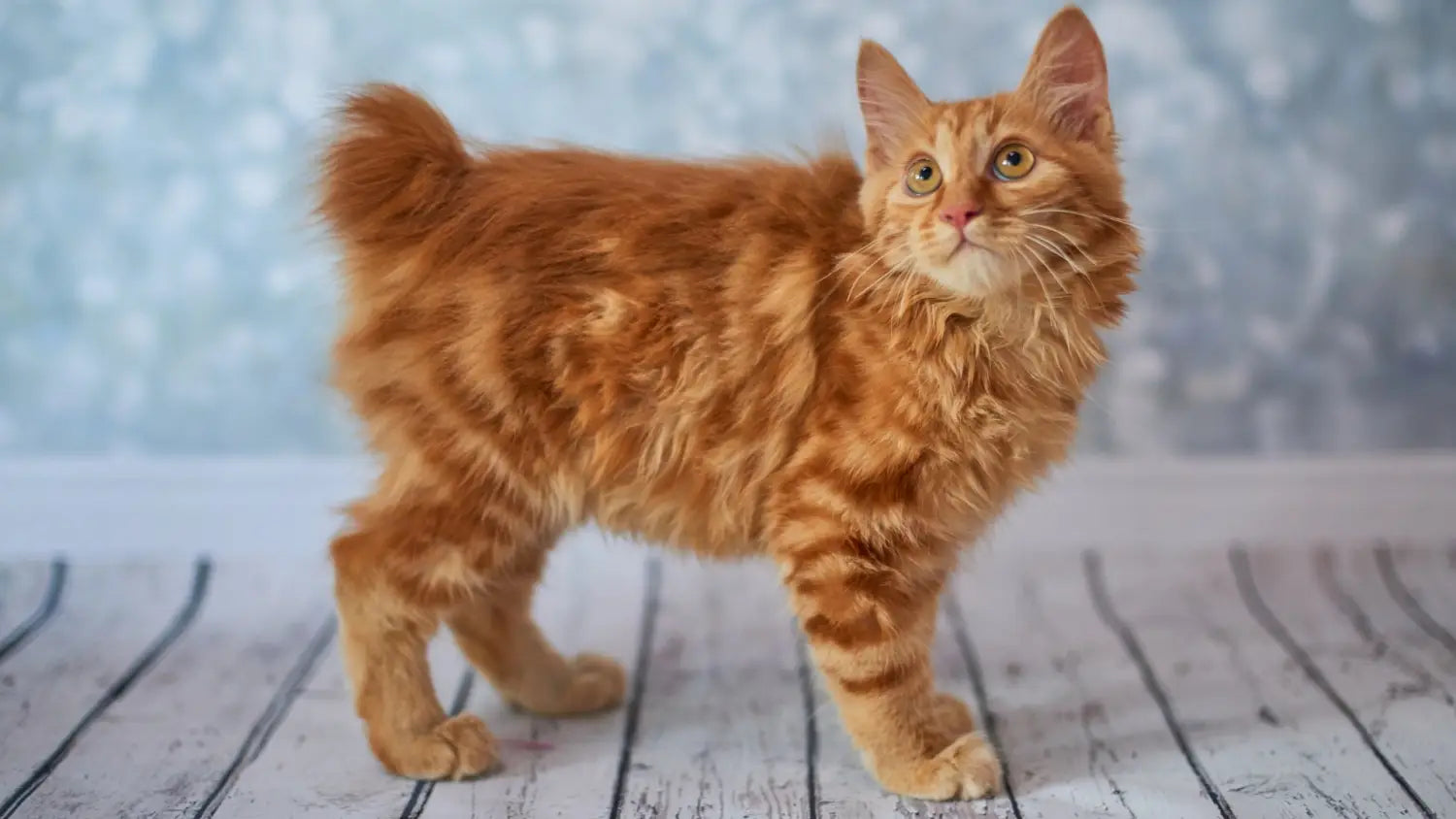 Inside the japanese bobtail: fascinating characteristics you’ll love