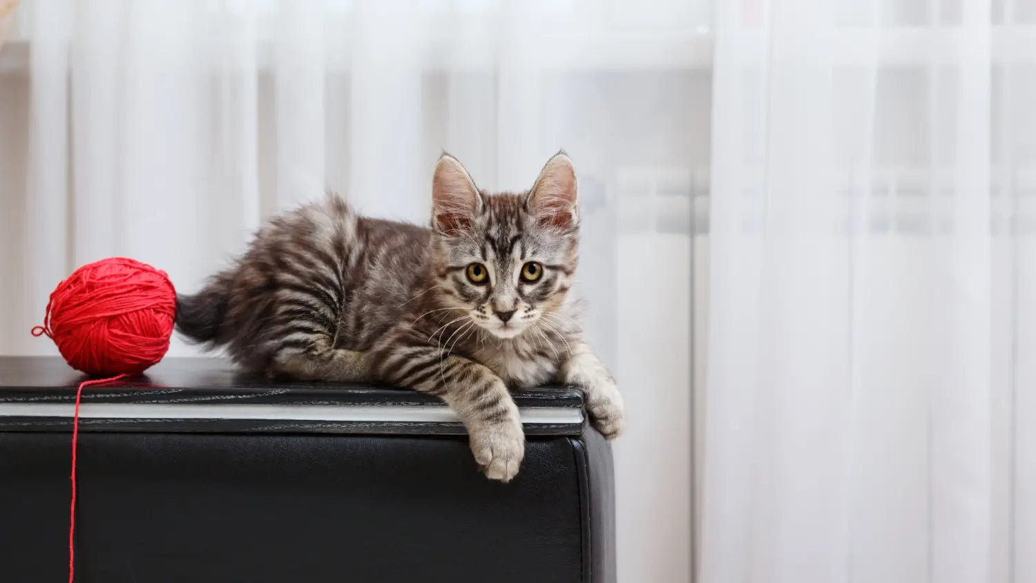 Inside the japanese bobtail: fascinating characteristics you’ll love