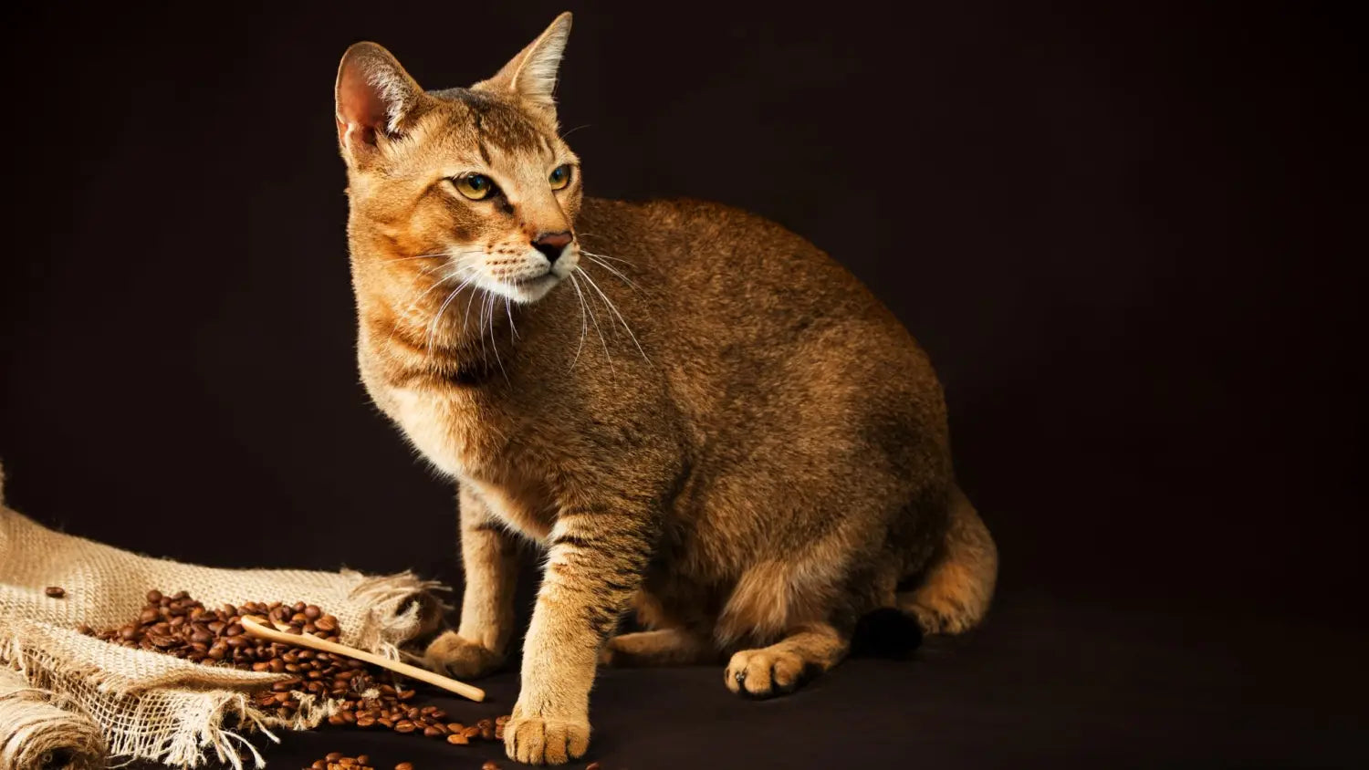 Inside the mind of a chausie: unveiling their unique temperament and personality