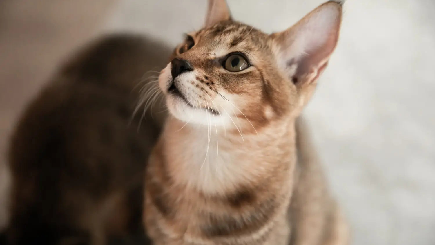 Inside the mind of a chausie: unveiling their unique temperament and personality