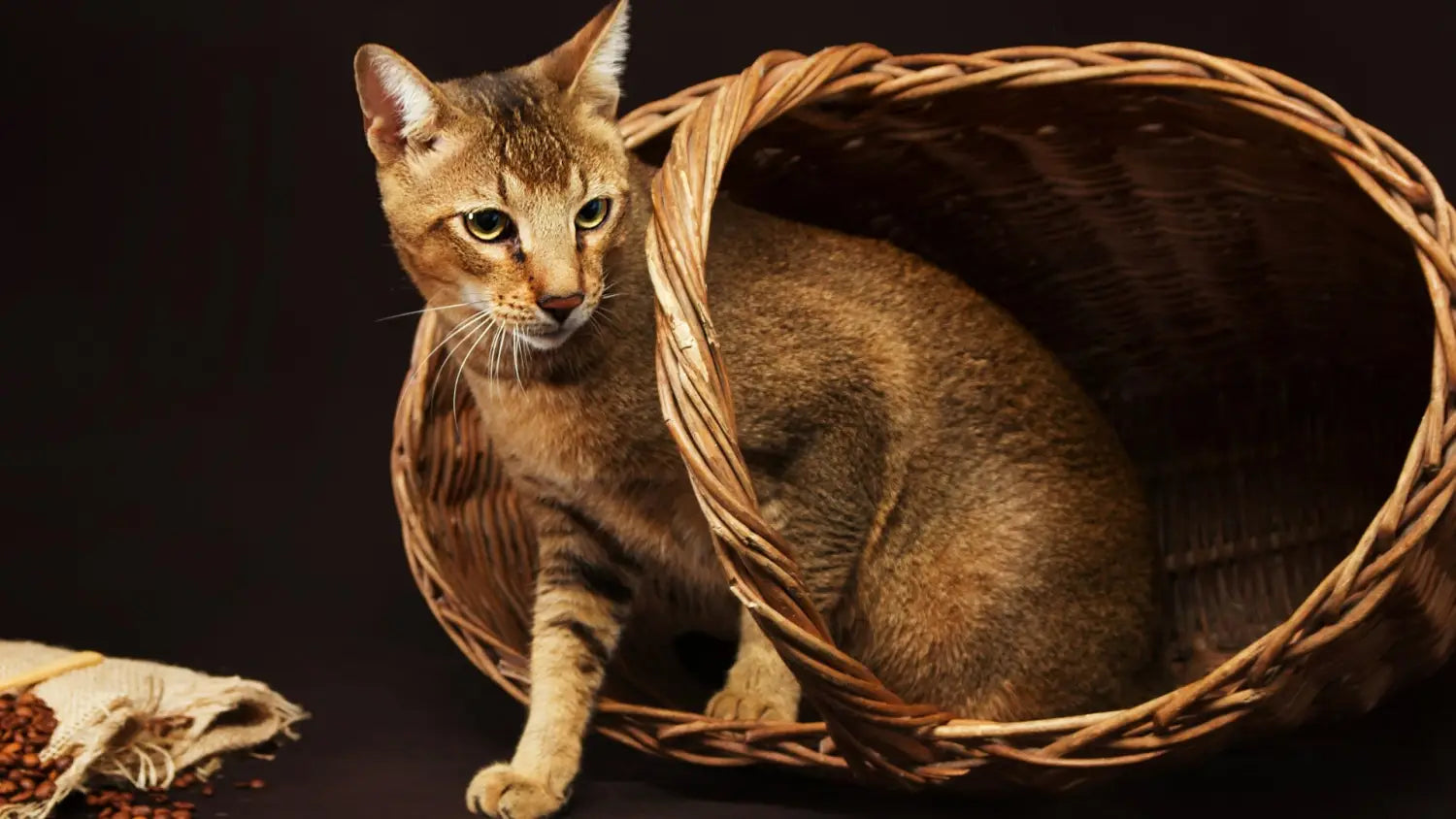 Inside the mind of a chausie: unveiling their unique temperament and personality