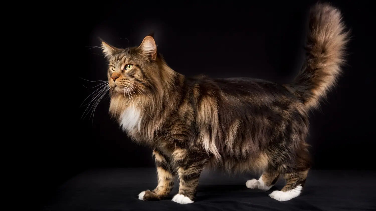 Key health concerns in maine coon cats: essential insights for owners