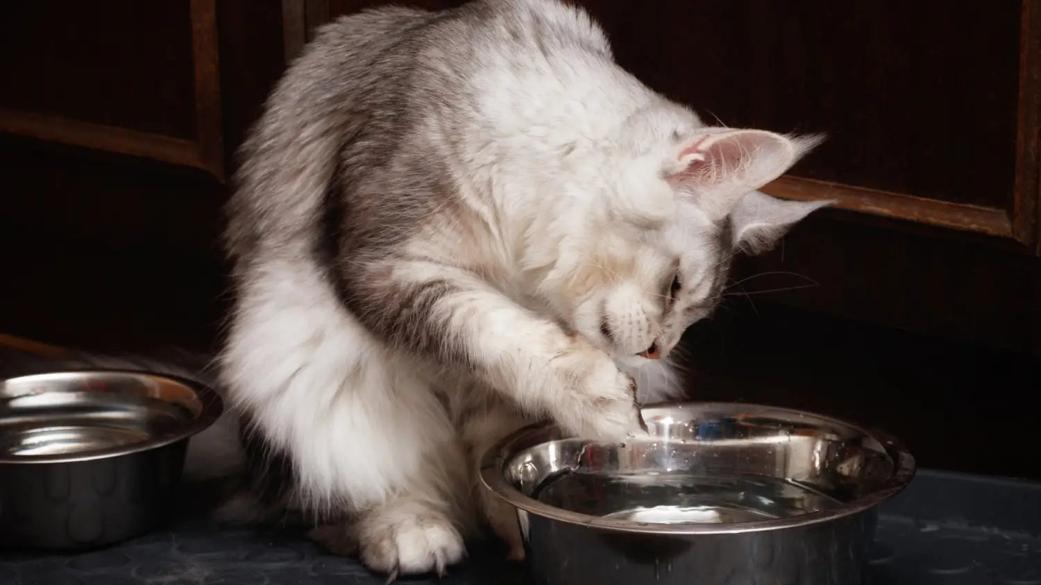 Key health concerns in maine coon cats: essential insights for owners