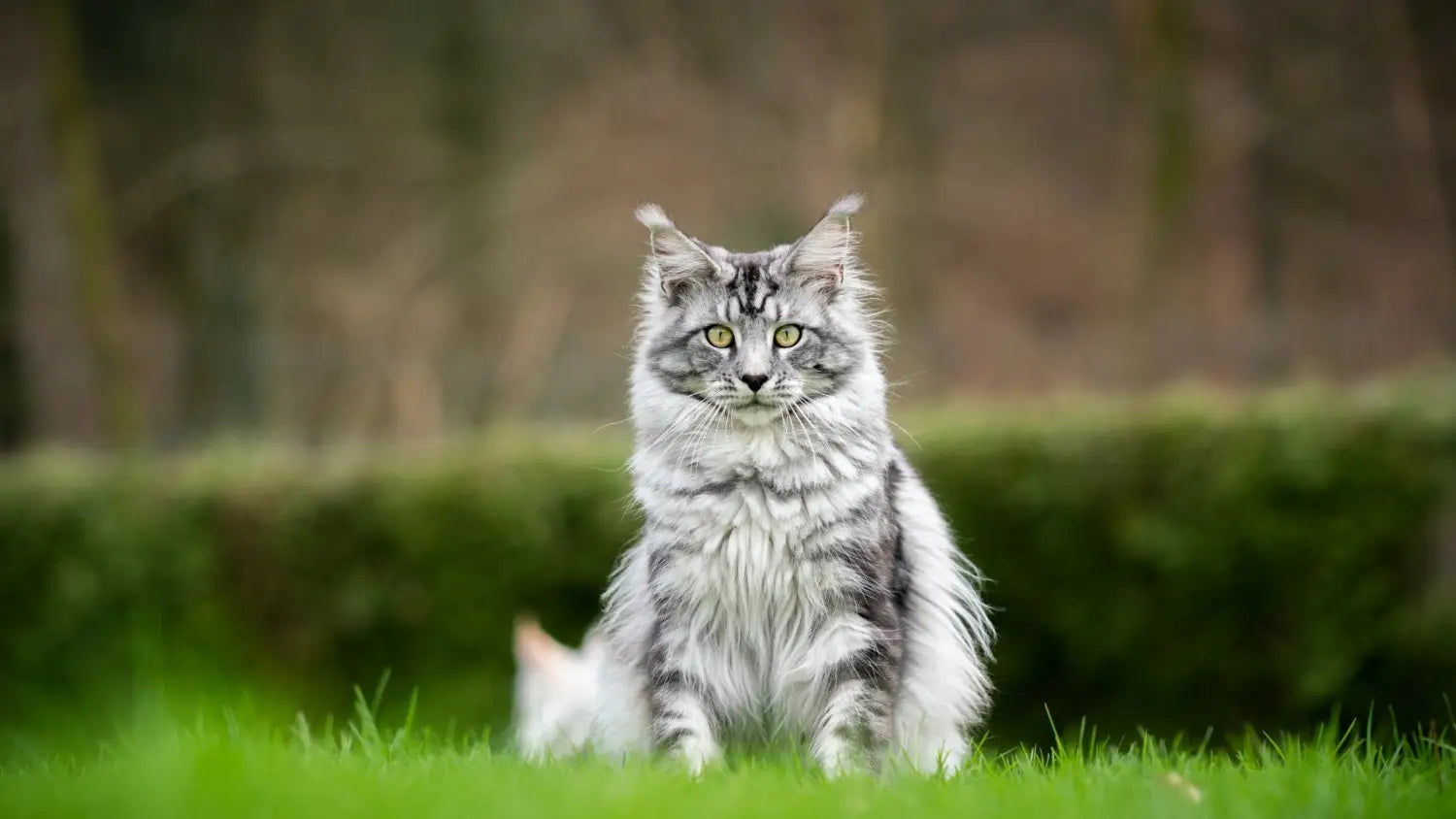 Key health concerns in maine coon cats: essential insights for owners