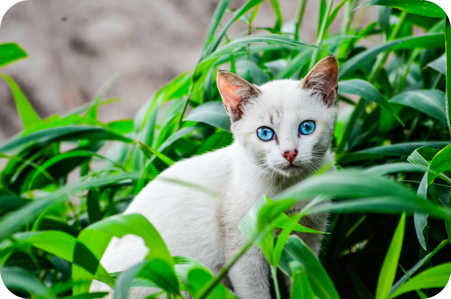 Manee Discover the Khao Manee Cat: Rare Jewel with Mesmerizing Eyes