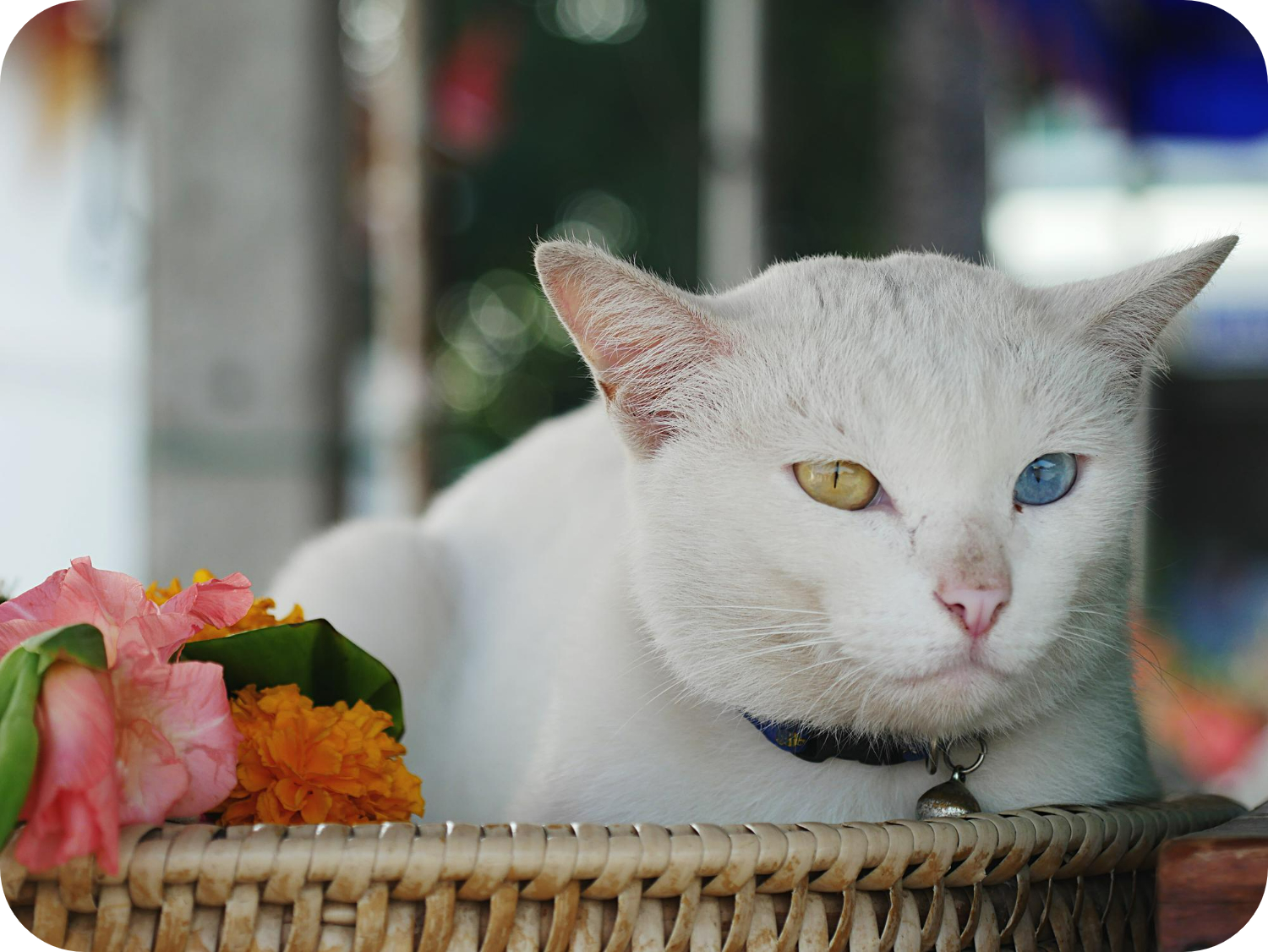 Manee Discover the Khao Manee Cat: Rare Jewel with Mesmerizing Eyes