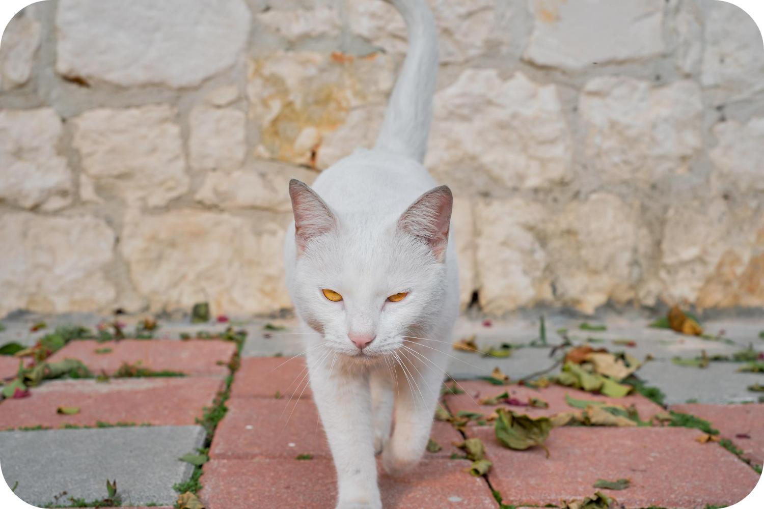 Manee Discover the Khao Manee Cat: Rare Jewel with Mesmerizing Eyes