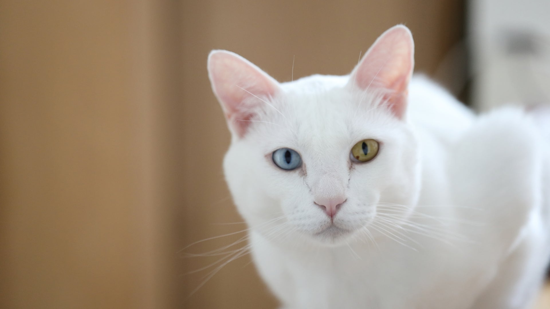 Khao manee cats: thailand’s mesmerizing ‘white gem’