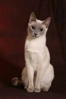 Captivating Tonkinese Cats