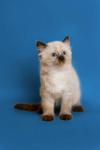 ragdoll-kittens-for-sale