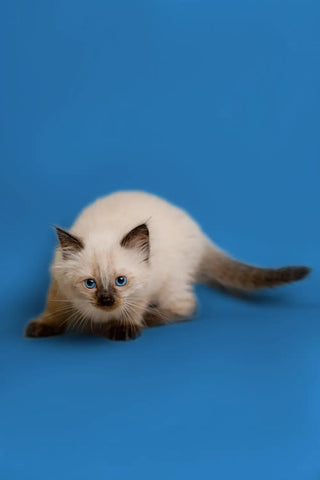 ragdoll-kittens-for-sale