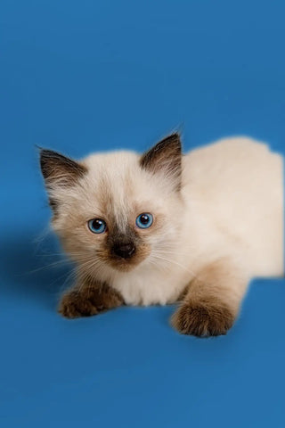 ragdoll-kittens-for-sale