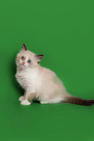 ragdoll-kittens-for-sale