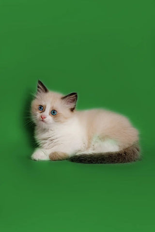 ragdoll-kittens-for-sale