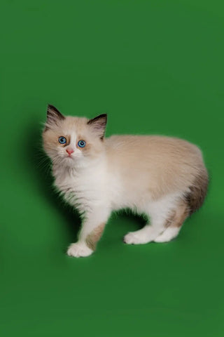 ragdoll-kittens-for-sale