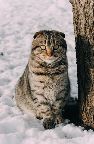 Scottish Fold Cats and Other Pets