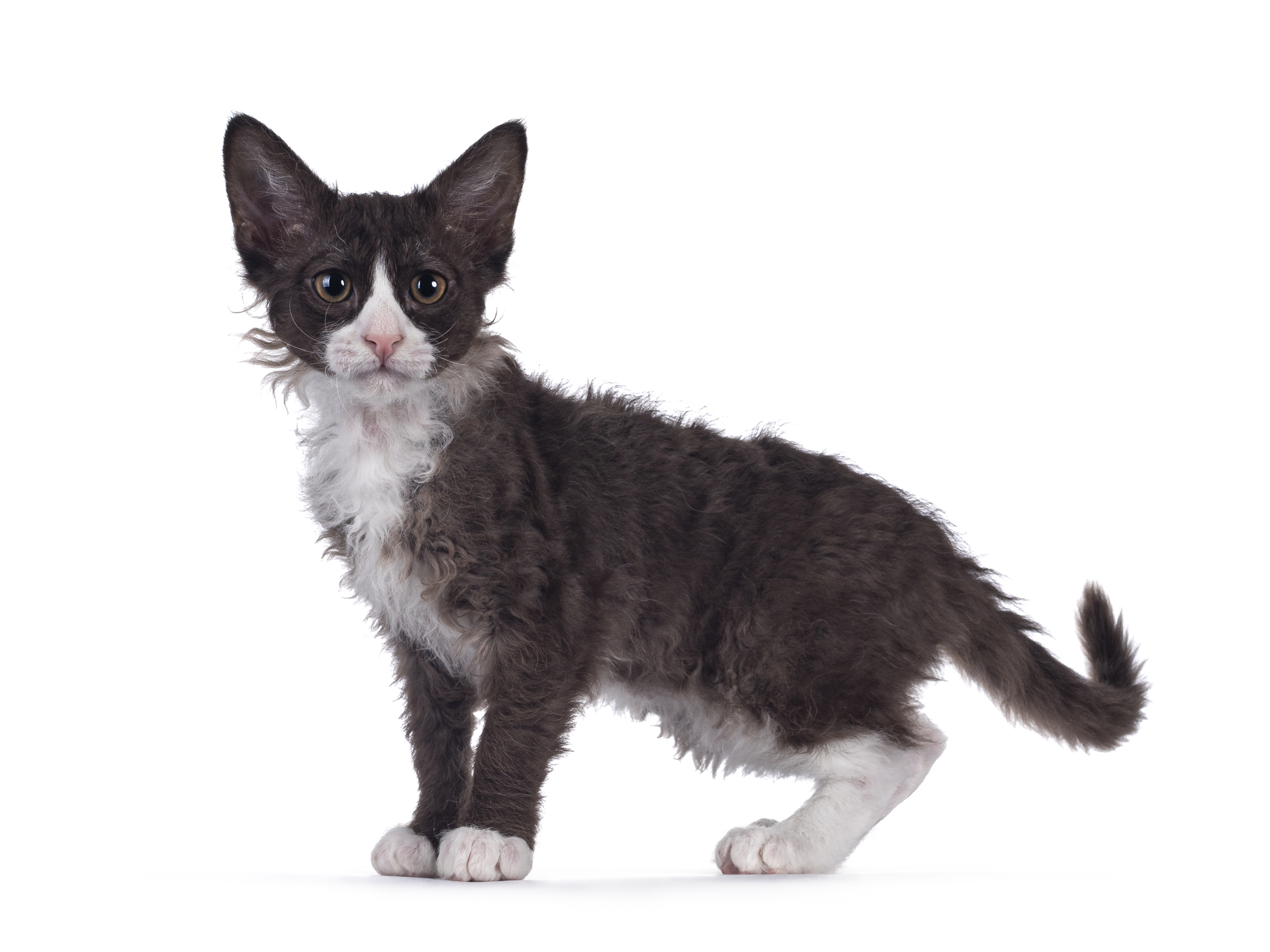 Embrace the Curly Charm of LaPerm Cats - A Complete Guide