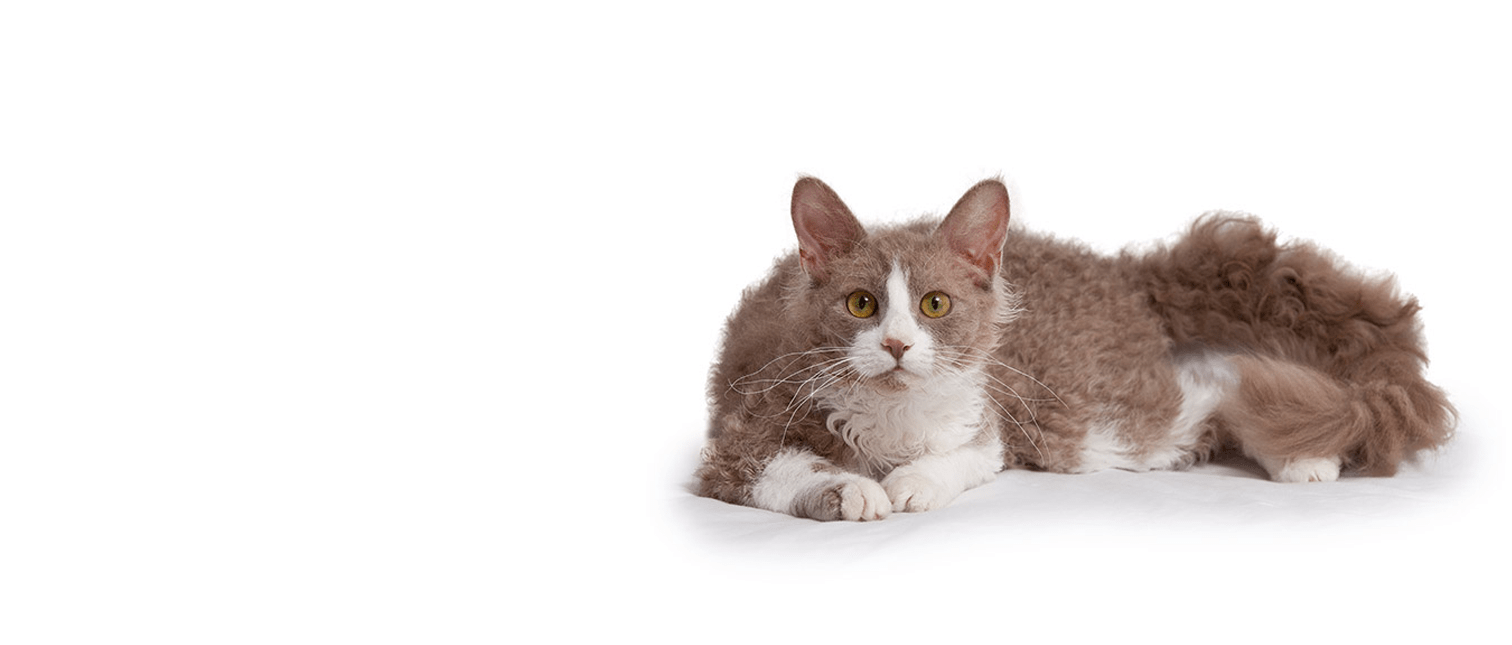 LaPerm Kittens For Sale in t LaPerm Kitten Breeders in the United