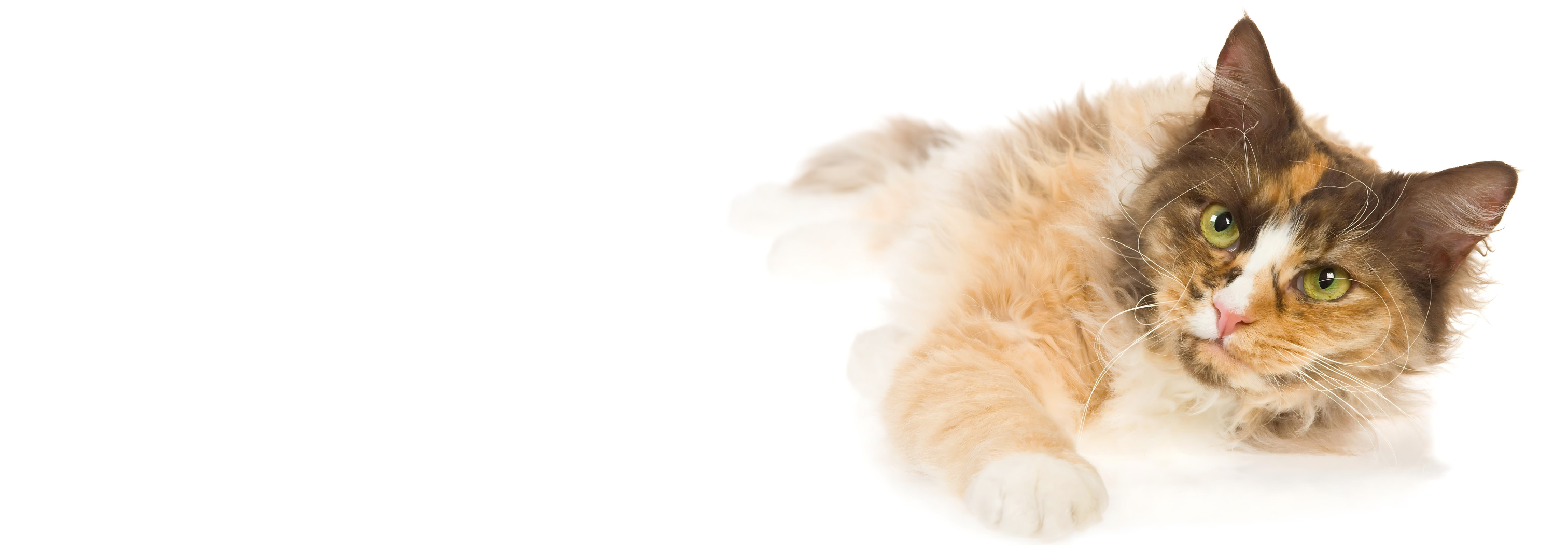 LaPerm Kittens For Sale in New Jersey LaPerm Kitten Breeders in New