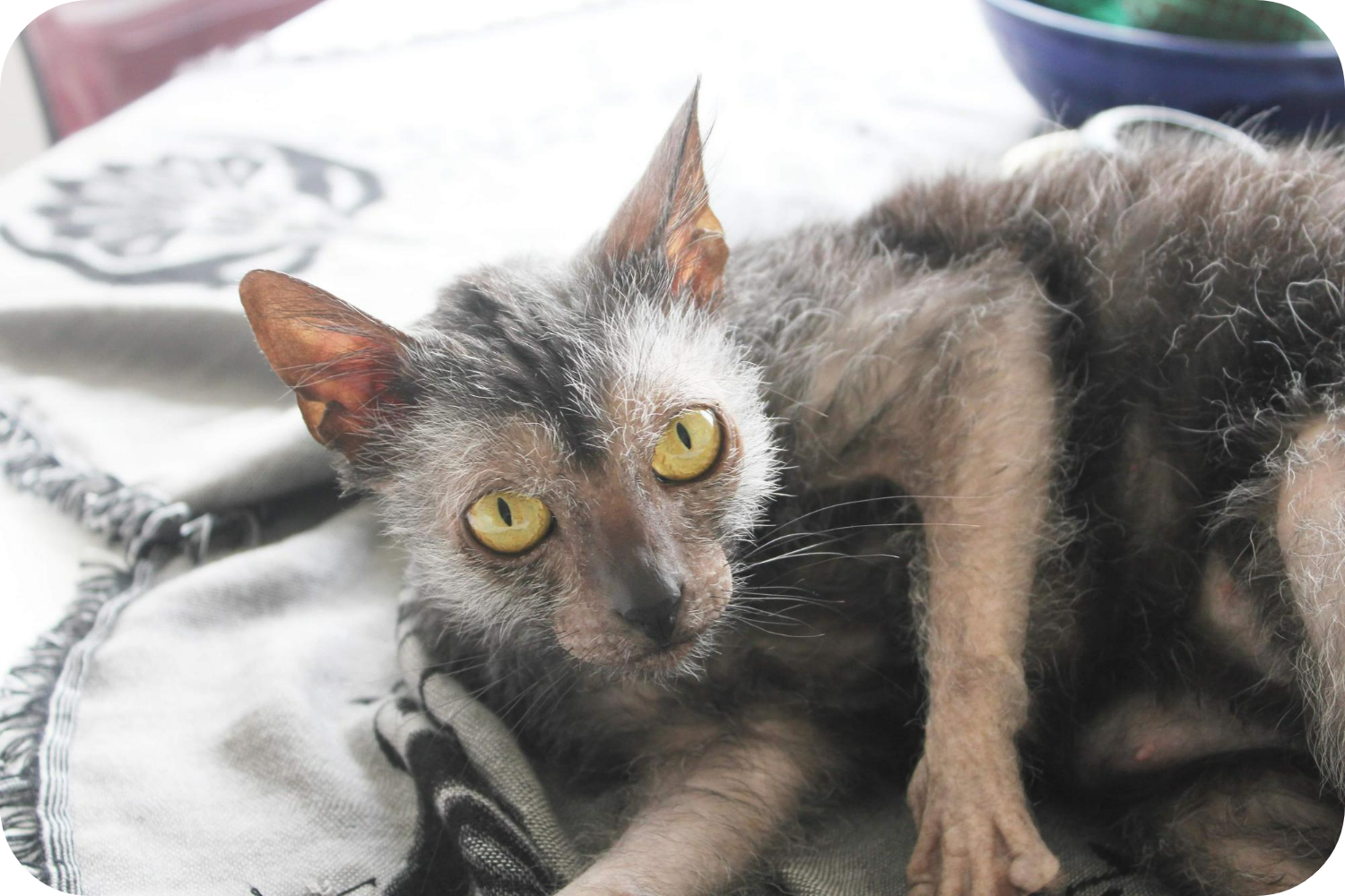Discover the Lykoi Cat: The Fascinating Werewolf Breed Explained