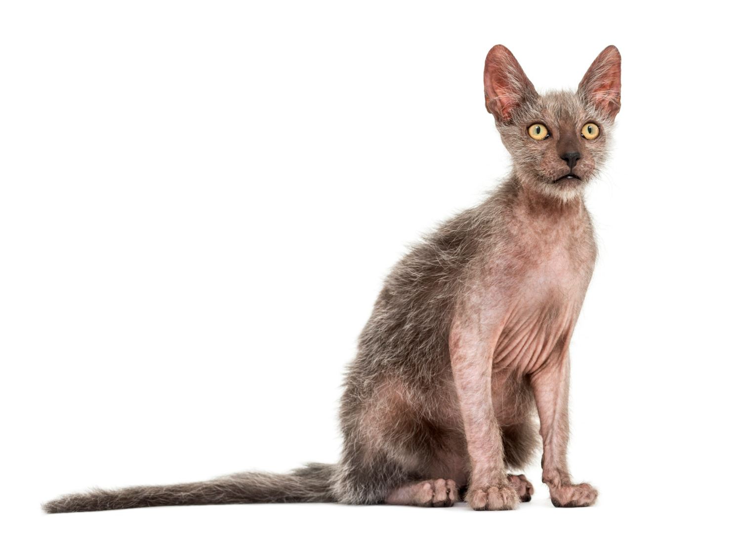 Discover the Lykoi Cat: The Fascinating Werewolf Breed Explained