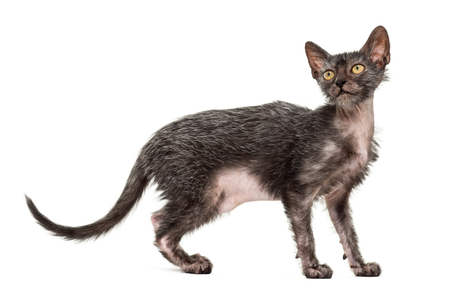 Discover The Lykoi Cat The Fascinating Werewolf Breed Explained discover-the-lykoi-cat-the-fascinating-werewolf-breed-explained