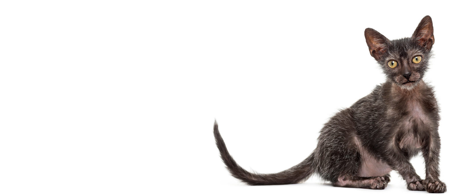 Project Lykoi Discover the Lykoi Cat: The Fascinating Werewolf Breed Explained