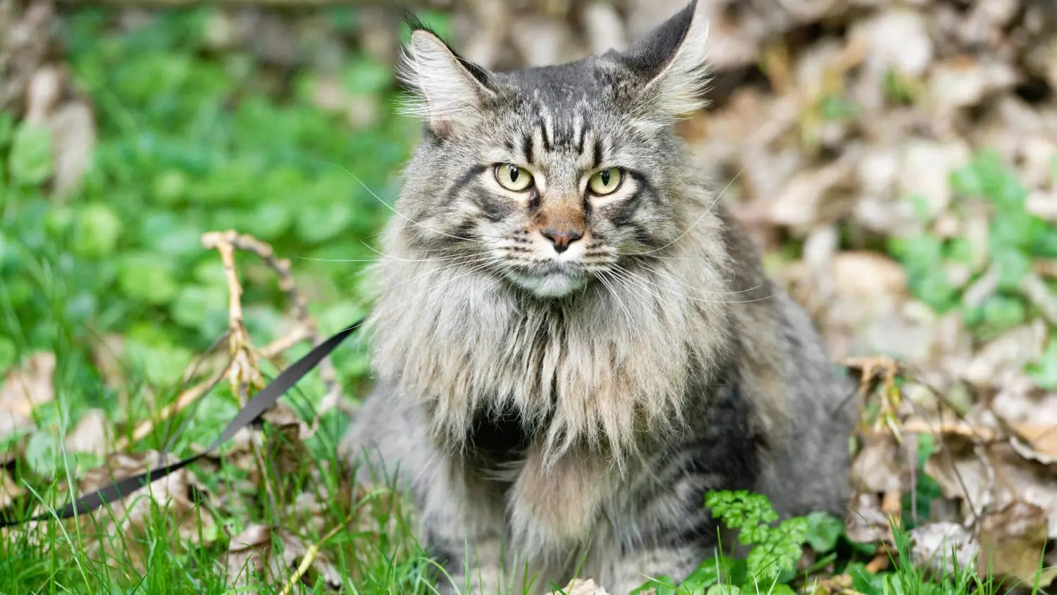 Maine coon breed standard: everything you need to know about this magnificent cat