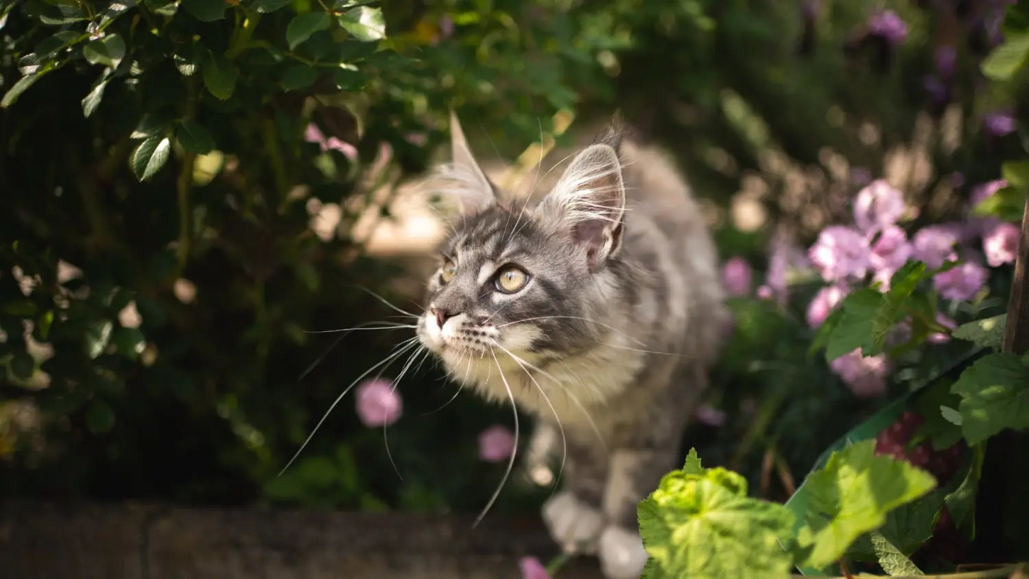 Maine coon breed standard: everything you need to know about this magnificent cat