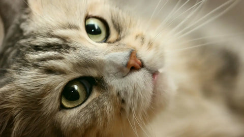 Maine coon breed standard: everything you need to know about this magnificent cat