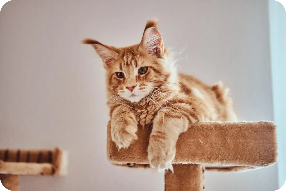 Discover Ultimate Fluff: Top 10 Fluffy Cat Breeds to Adopt