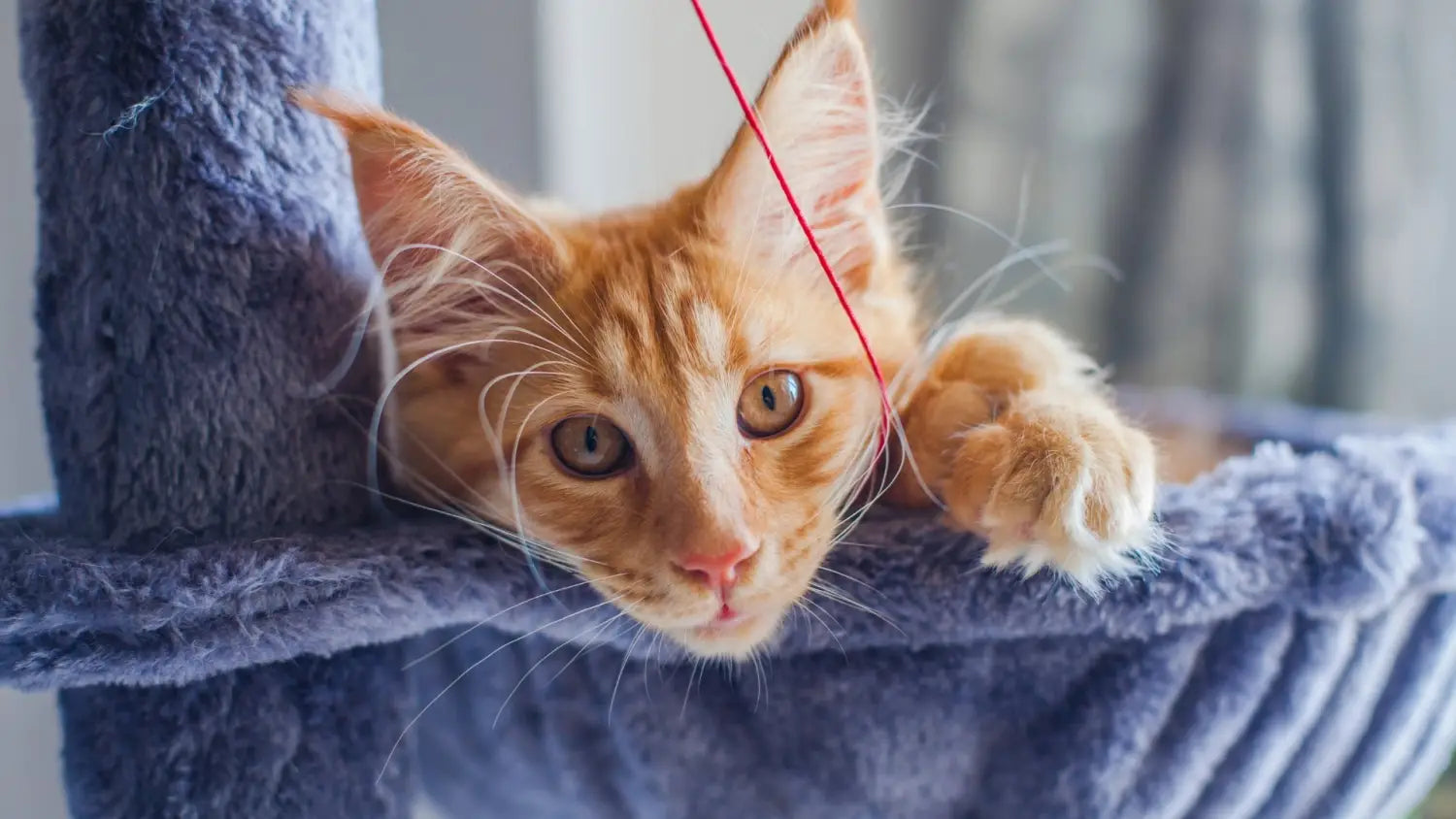 Maine coon cat care: tips for new owners