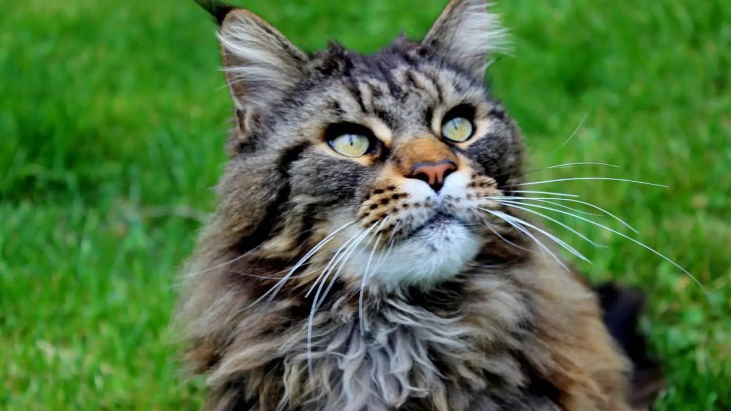 Maine coon cat care: tips for new owners