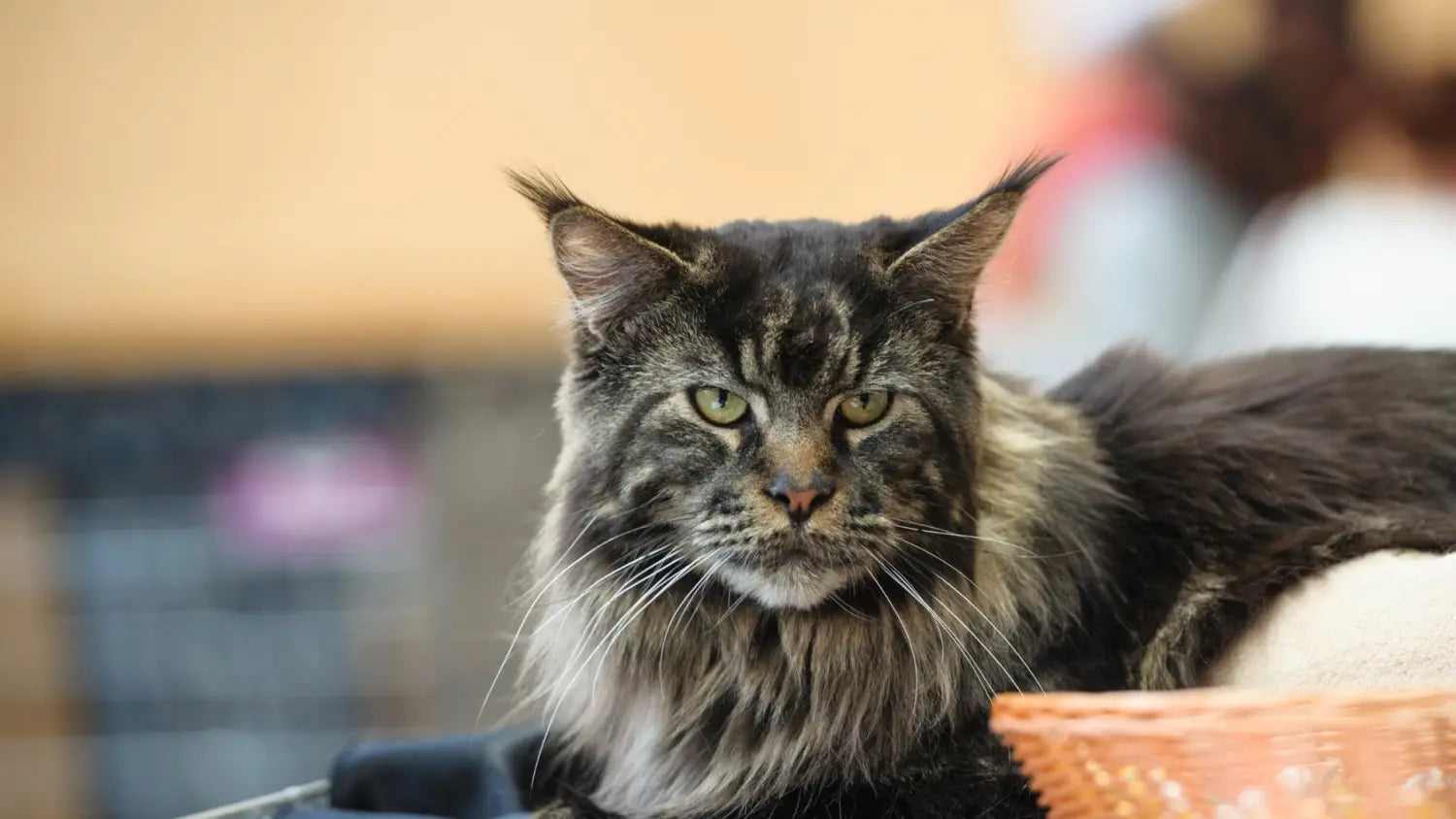 Maine coon cat care: tips for new owners