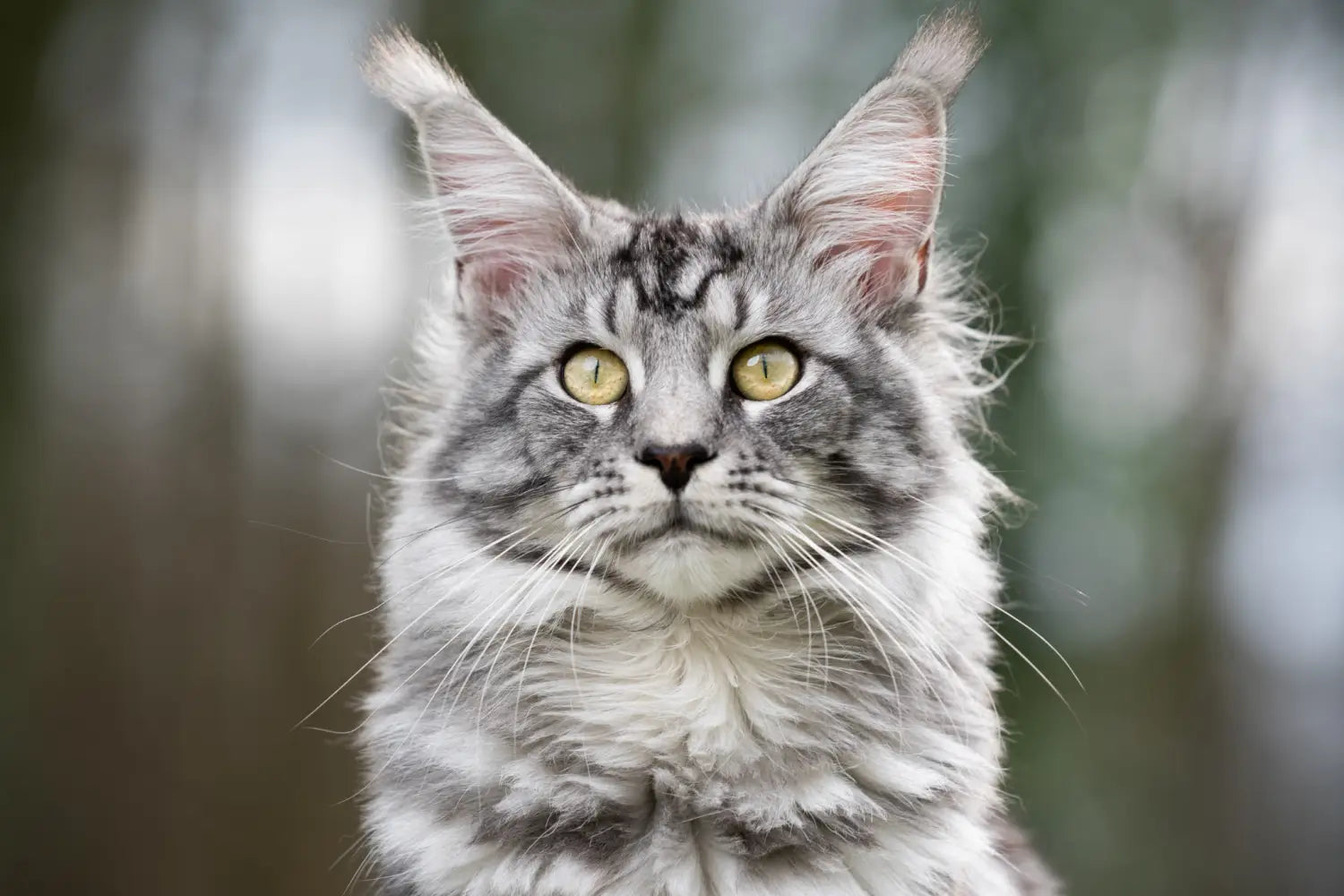 Maine coon cat training guide: essential tips for the breed