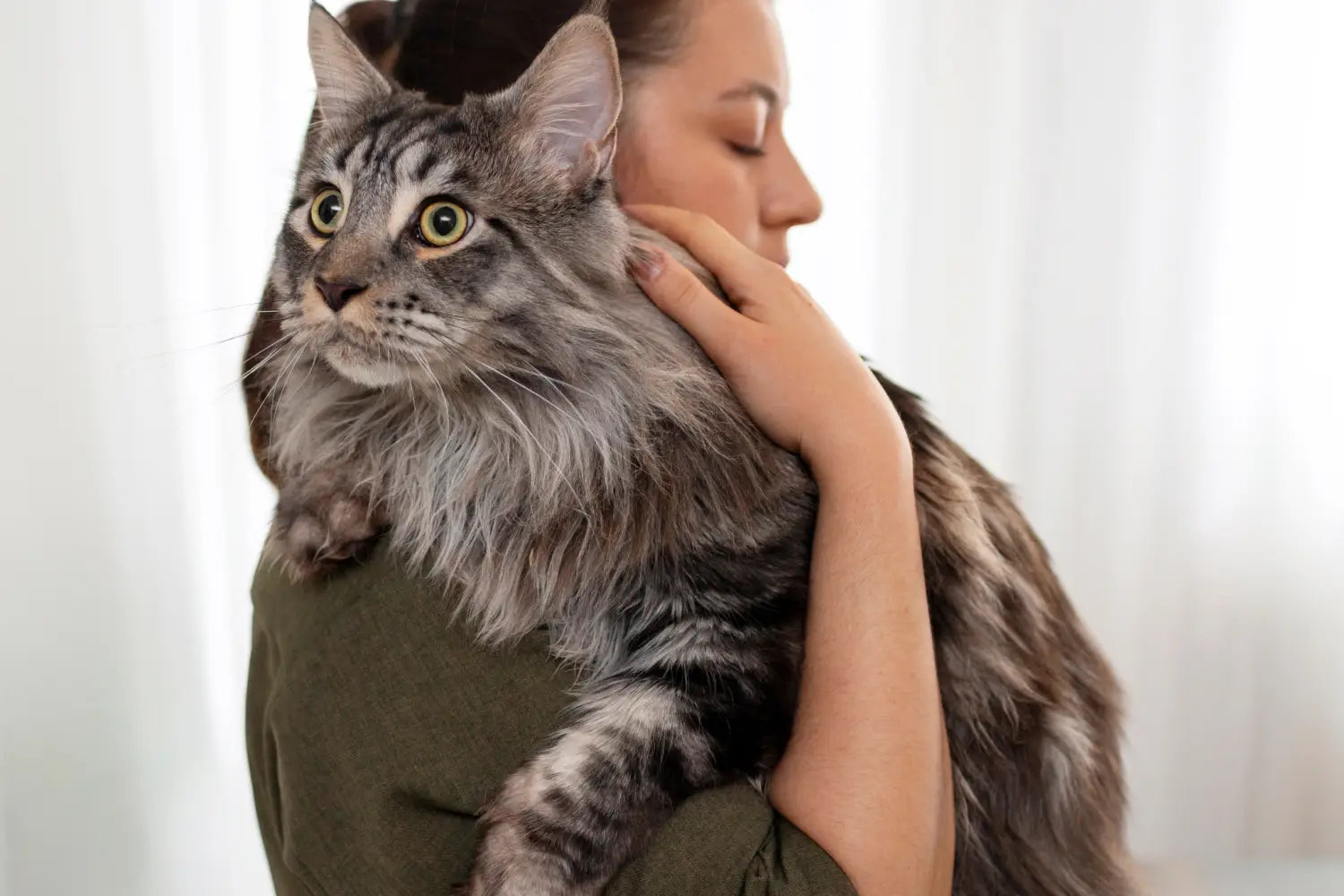 Maine coon cat training guide: essential tips for the breed