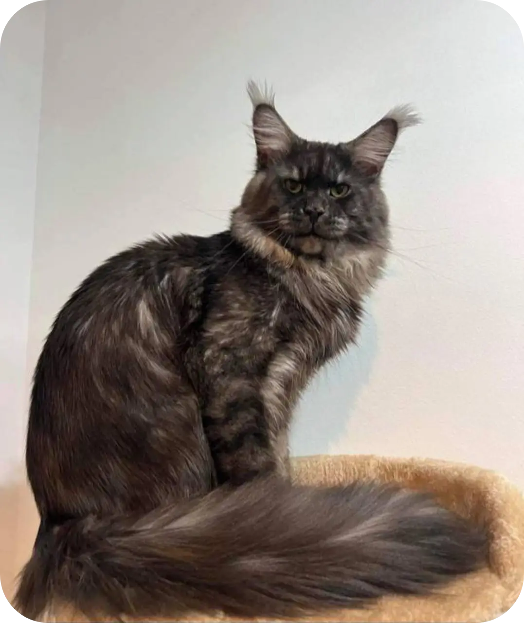 Alexandra | Maine Coon Kitten